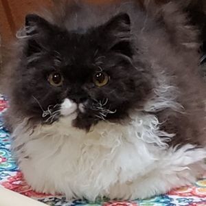 Meet your Posher, Suzanne